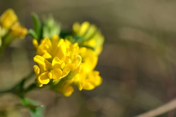 Spring Background Beautiful Yellow Flowers Macro — Stock Photo, Image
