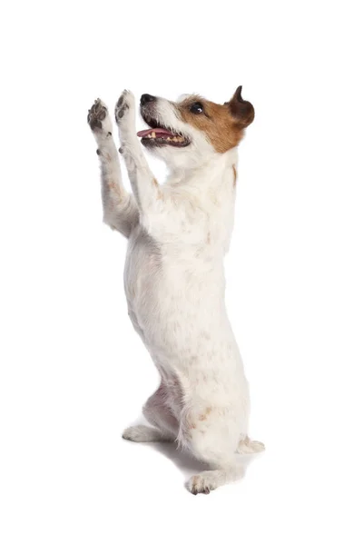 Isolierter Jack Russell Terrier Steht Und Bettelt Vor Weißem Hintergrund — Stockfoto