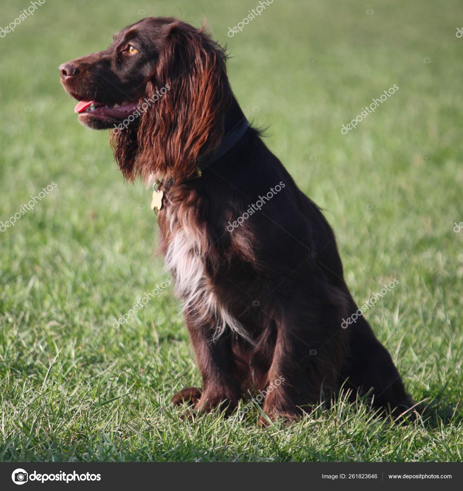 chocolate spaniel