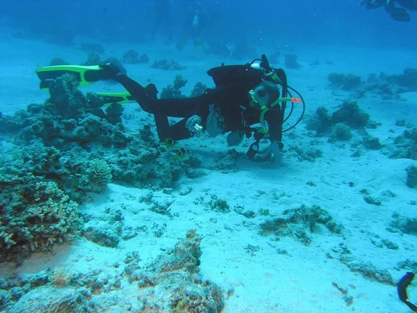 Búvár Vörös Tenger Korallzátonyán — Stock Fotó