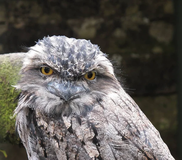 Степовий Frogmouth Podargus Strigoides — стокове фото