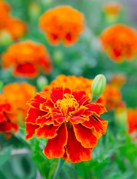 French Marigold Flowerbed Targets Patula — Stock Photo, Image