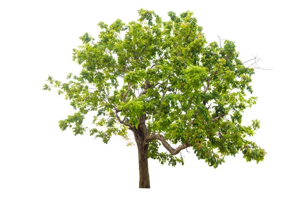 Árbol Aislado Árbol Bacground Blanco Árbol Objeto — Foto de Stock