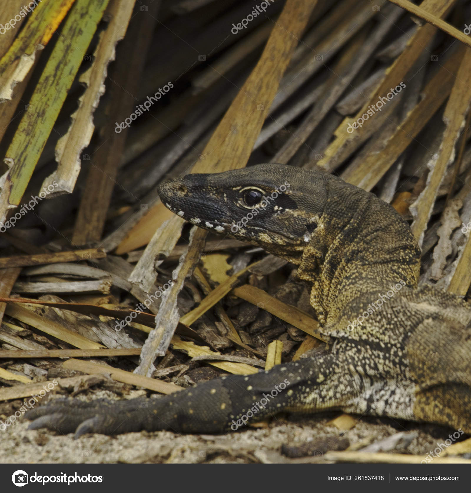 Kangaroo lizard Stock Photos, Royalty Free Kangaroo lizard Images | Depositphotos Kangaroo lizard Stock Photos, Royalty Free Kangaroo lizard Images | Depositphotos
