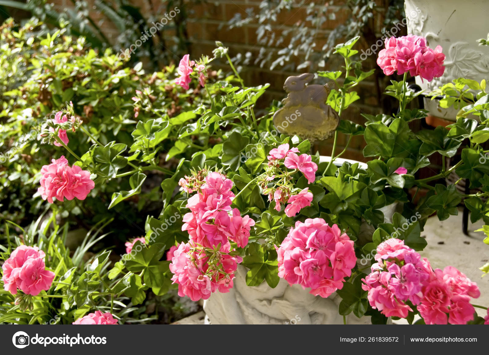 Beautiful Flowering Pink Geraniums Rabbit Garden Stake Stock Photo C Yayimages Beautiful Flowering Pink Geraniums Rabbit Garden Stake Stock Photo C Yayimages