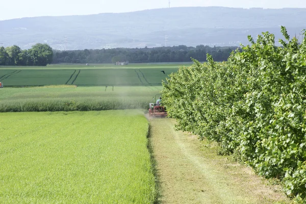 Tractor Con Arado Arando Borde Cerezo Una Plantación Cerezo — Foto de Stock