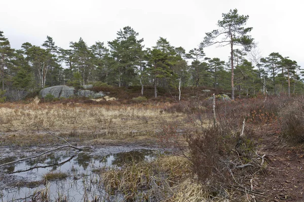 Escena Rural Con Árbol Pantano Piedra Norway — Foto de Stock