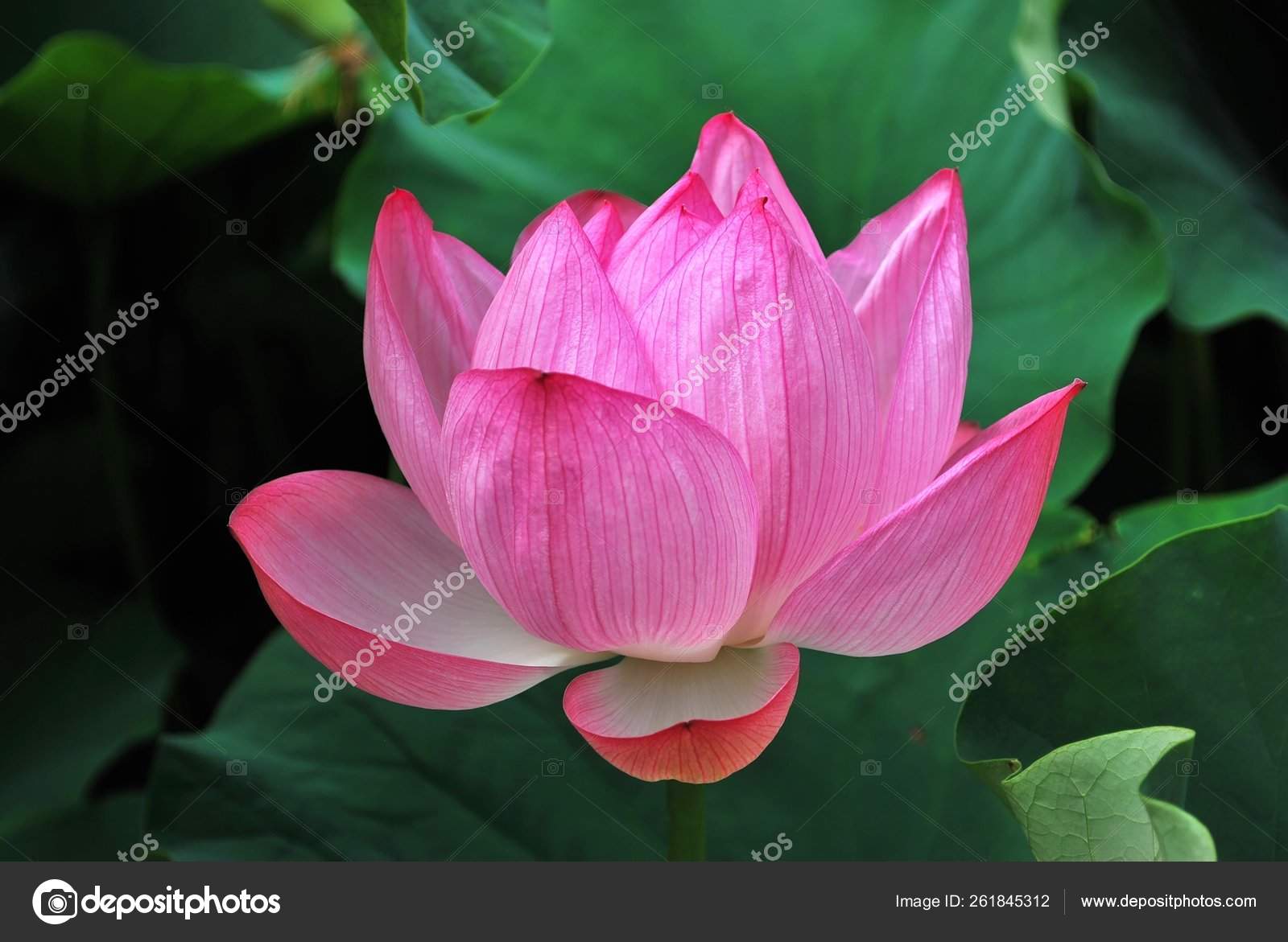 Lotus Flower Full Bloom Symbolizing