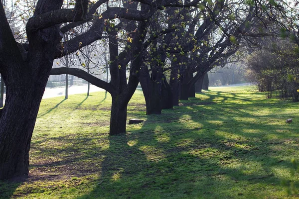 Sombra Verde Avenida Árboles Parque —  Fotos de Stock