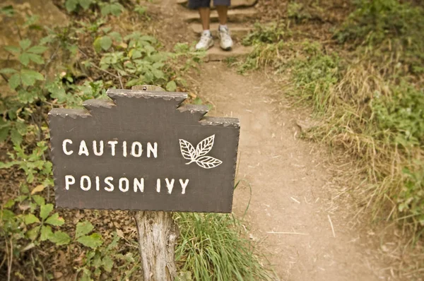 Poison Ivy Toxicodendron Radicans — Stockfoto