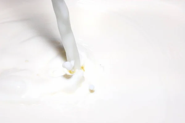 Milk Splashing Fresh Milk Drops — Stock Photo, Image