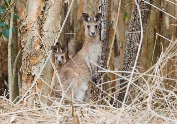 Mum And Joey Eastern Grey Kangaroos In The Bush