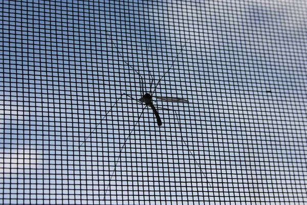 Mosquito Janela Foto Para Seu Design — Fotografia de Stock
