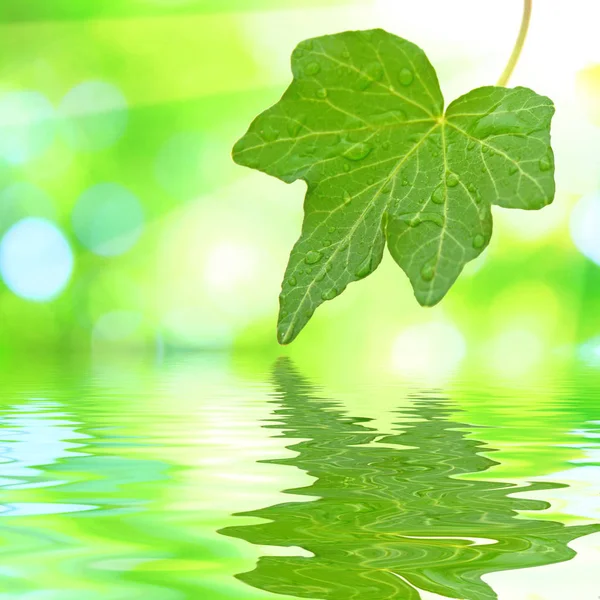 Schöne Grüne Blätter Mit Grünem Hintergrund Und Reflexion Frühling — Stockfoto