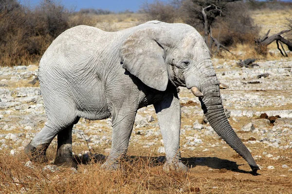 Toro Elefante Africano Reserva Vida Silvestre Etosha Namibia — Foto de Stock