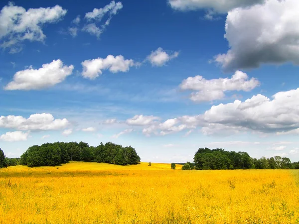 Campo Mais Dorato Nella Calda Giornata Estiva — Foto Stock