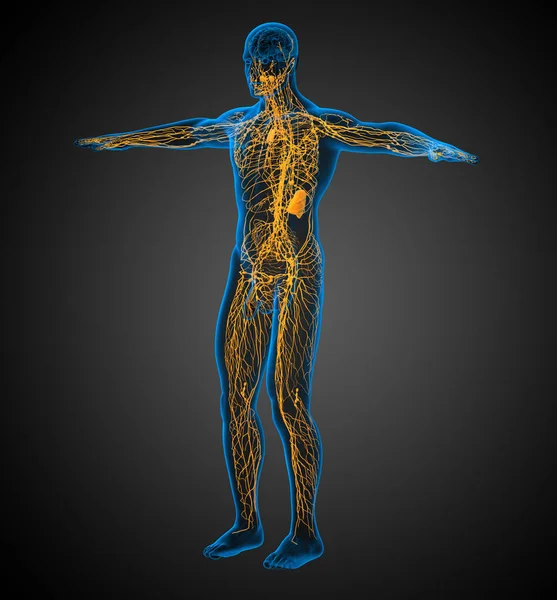 淋巴系统的3D渲染医学插图 侧视图 — 图库照片