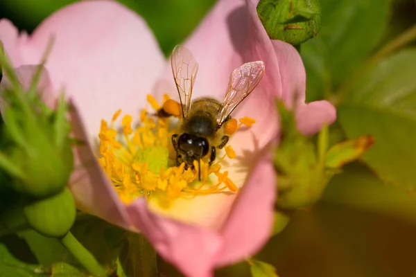 Lente Zomer Rozenbloem Bij Bijen Een Bloem — Stockfoto