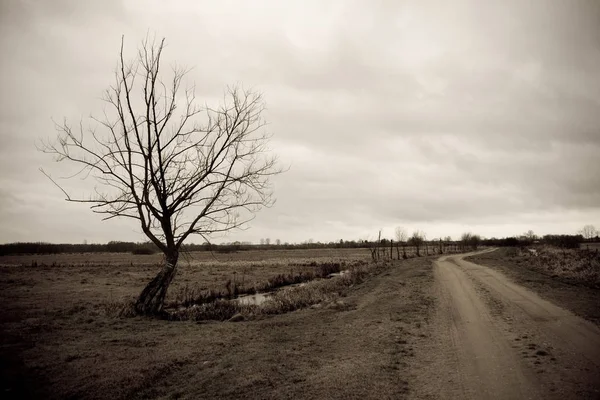 Una Prospettiva Una Strada Campagna Con Albero Solitario Nel Parco — Foto Stock