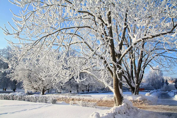 Lane Winter Park Tree — стоковое фото