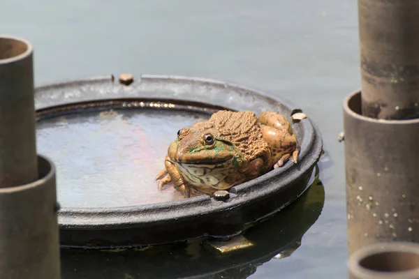 stock image The brown frog live in a pond.
