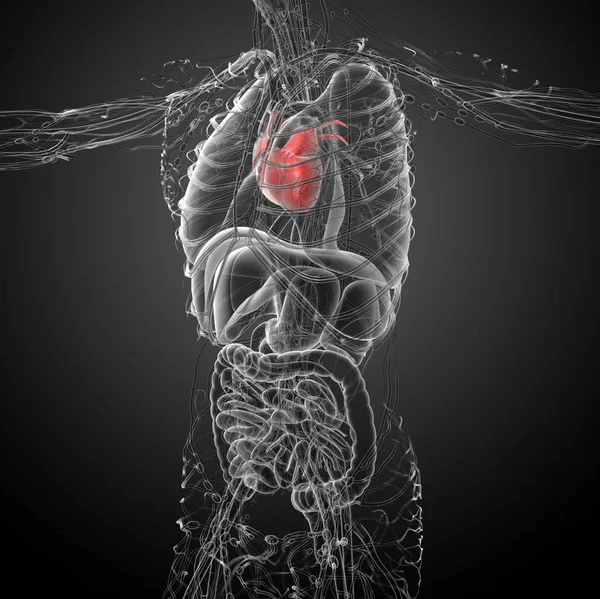 Renderizado Ilustración Médica Corazón Humano Vista Lateral — Foto de Stock