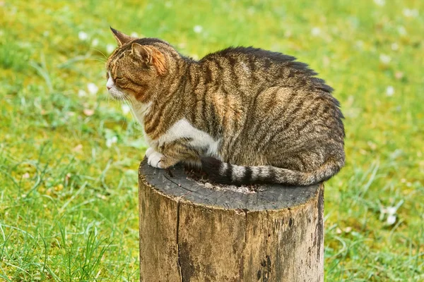 Alley Cat Vilar Trädstubbe — Stockfoto