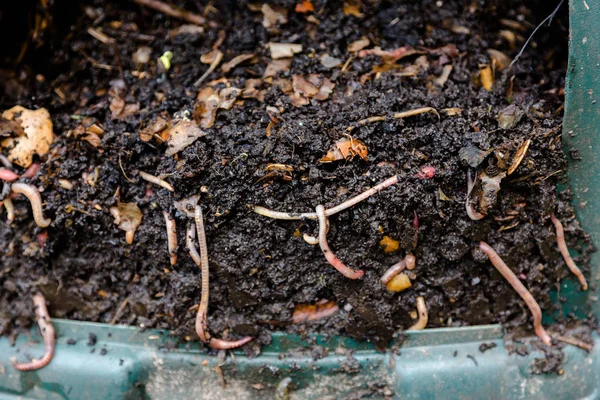 Natürlicher Selbstgemachter Kompost Einer Plastiktonne Mit Sichtbaren Regenwürmern Und Resten — Stockfoto