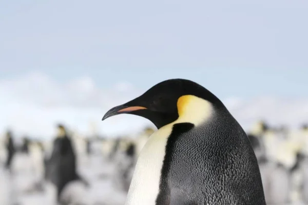 Primer Plano Pingüino Emperador Aptenodytes Forsteri Sobre Hielo Mar Weddell —  Fotos de Stock