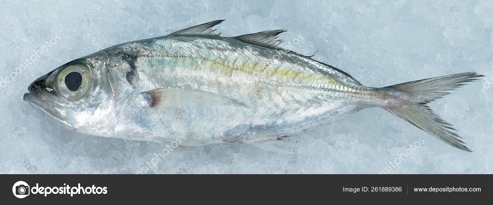 Serie Images Poissons Image Libre De Droit Par Yayimages C