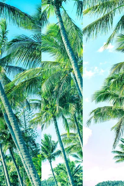 Palmträd Stranden Dag Mycket Mättade Bild Med Multi Panel Effekt — Stockfoto