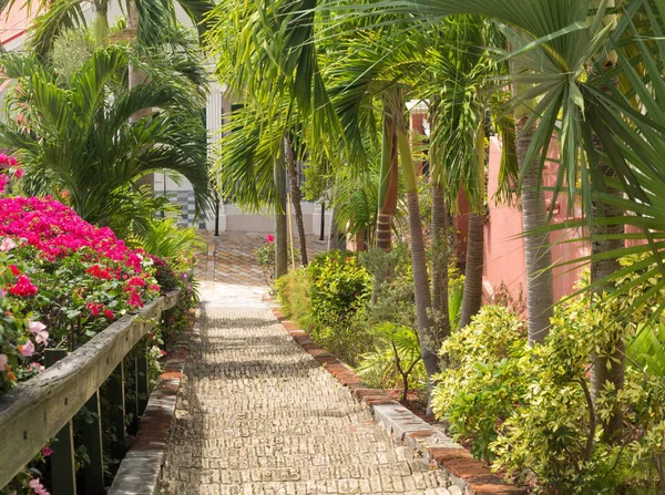 Ninety Nine Steps Framed Red Flower Blossom Charlotte Amalie Thomas — Stock Photo, Image