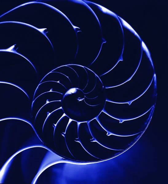 Nahaufnahme Des Inneren Der Blauen Nautilus Schale — Stockfoto
