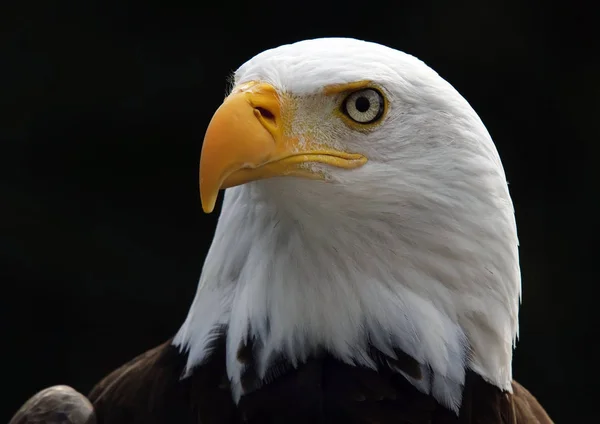 Portarta Águila Calva Americana Ave Presa —  Fotos de Stock