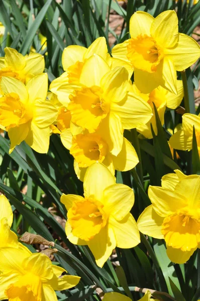 Daffodils Hubbard Park Meriden Connecticut — Fotografia de Stock