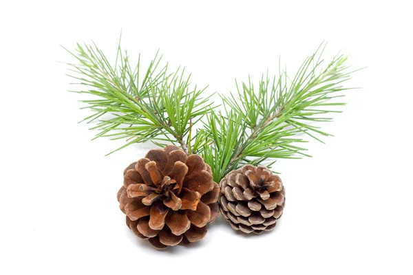 Pinecone Izolált Fehér Alapon — Stock Fotó