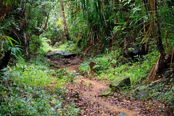 Rainforrest マダガスカル荒野自然シーンで美しい純粋な自然風景 Masoala 国立公園パス — ストック写真