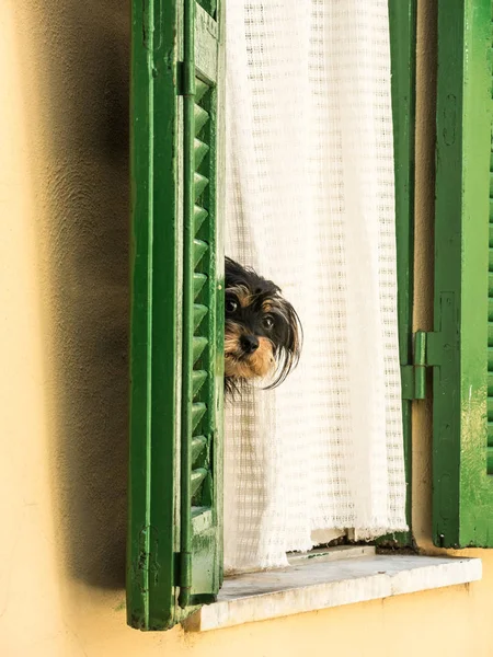 cute dog looking out from window\'s door