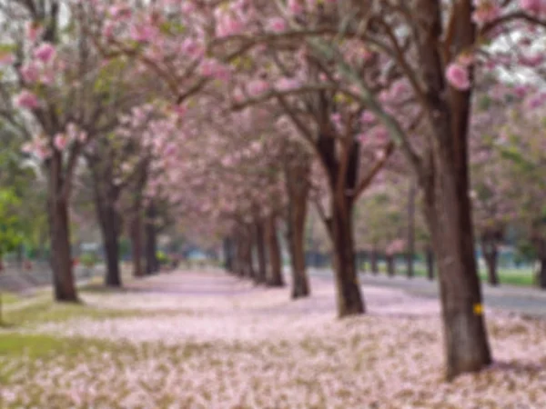 Abstract Blurred Field Pink Trumpet Tree Background — Stock Photo, Image