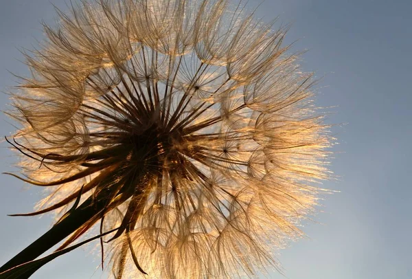 Vagem Semente Barba Cabra Iluminada Pelo Sol Saskatchewan Cênica — Fotografia de Stock