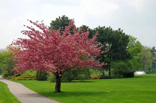 Lente Boom Bloeiende Orchard Natuurlijke Achtergrond — Stockfoto