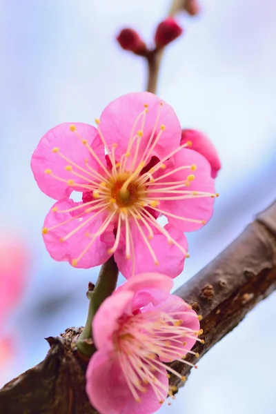 Makrotextur Aus Rosa Japanischen Pflaumenblüten Mit Verschwommenem Hintergrund Vertikalen Rahmen — Stockfoto