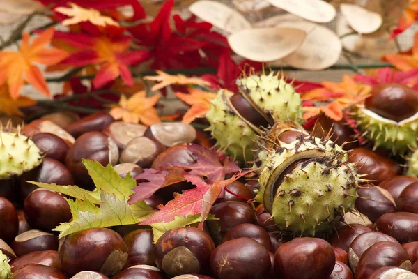 Castanhas Folhas Outono — Fotografia de Stock