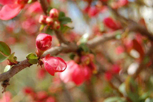 Růžový Květ Větvi Stromu Rozostřené Pozadí — Stock fotografie