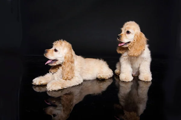 Liten Cocker Spaniels Ett Svrt Plast Golv — Stockfoto