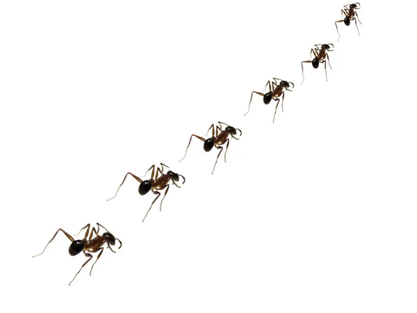 一群蚂蚁在严格的纪律下排队到达食物资源 的隐喻形象 — 图库照片
