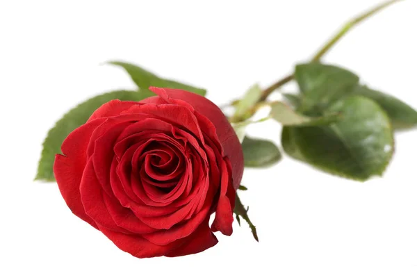ดอกก หลาบแดงบนพ นหล ขาว — ภาพถ่ายสต็อก