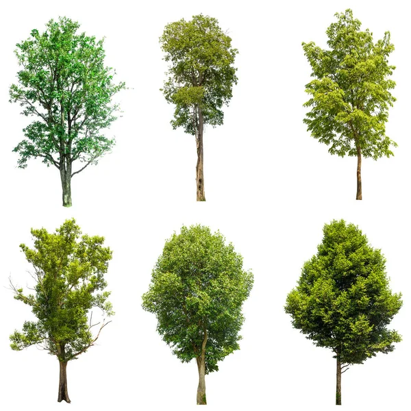 Samlingar Gröna Träd Isolerade Gröna Träd Isolerad Vit Bakgrund — Stockfoto