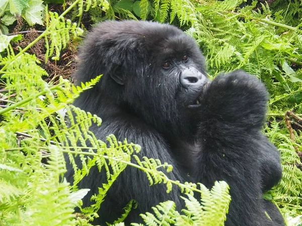 Gorilas Montaña Parque Nacional Los Volcanes Ruanda — Foto de Stock