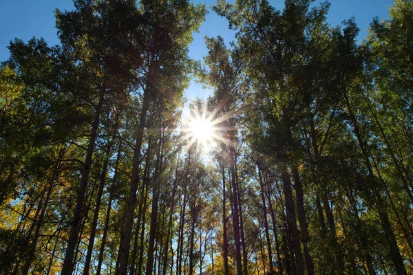 초가을 아스펜 나무를 빛나는 — 스톡 사진